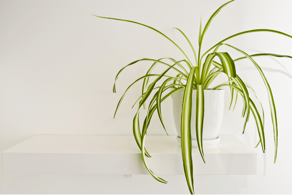 Spider plant.png